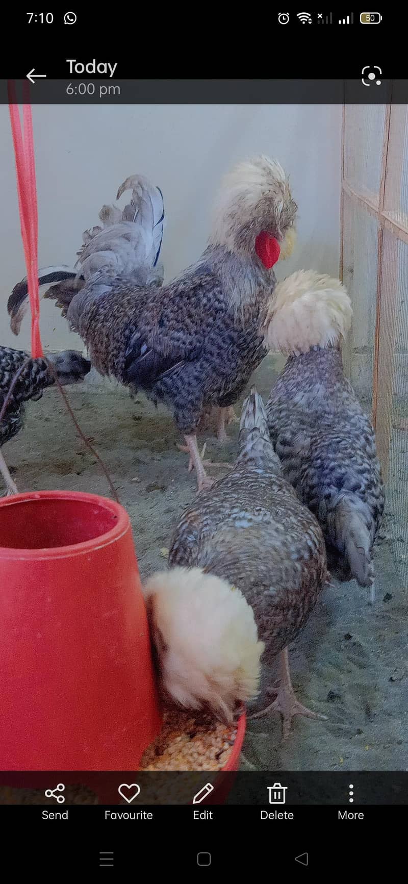 fancy breed chicks 4