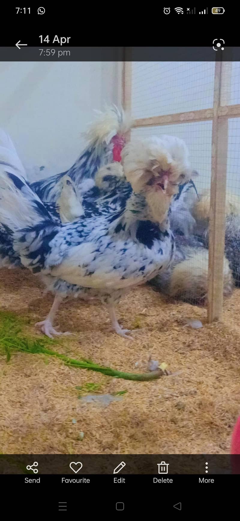 fancy breed chicks 5