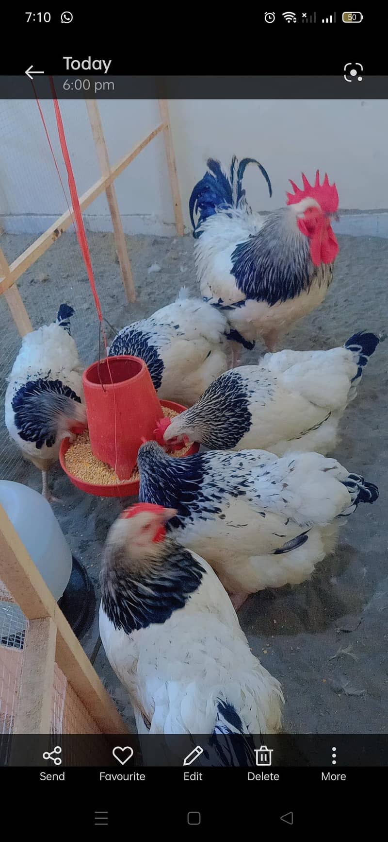 fancy breed chicks 6