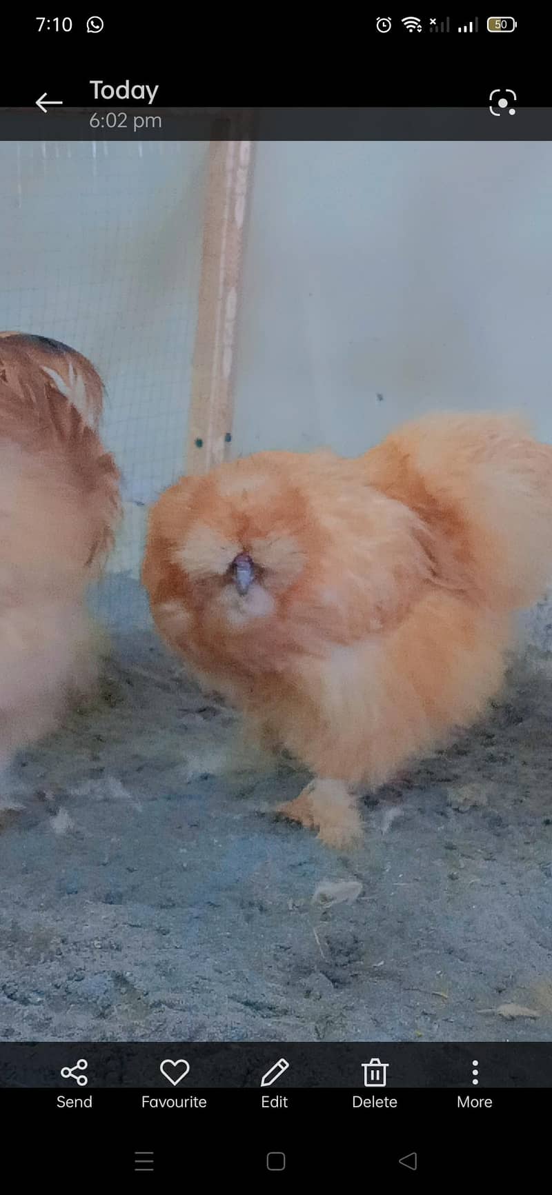 fancy breed chicks 7