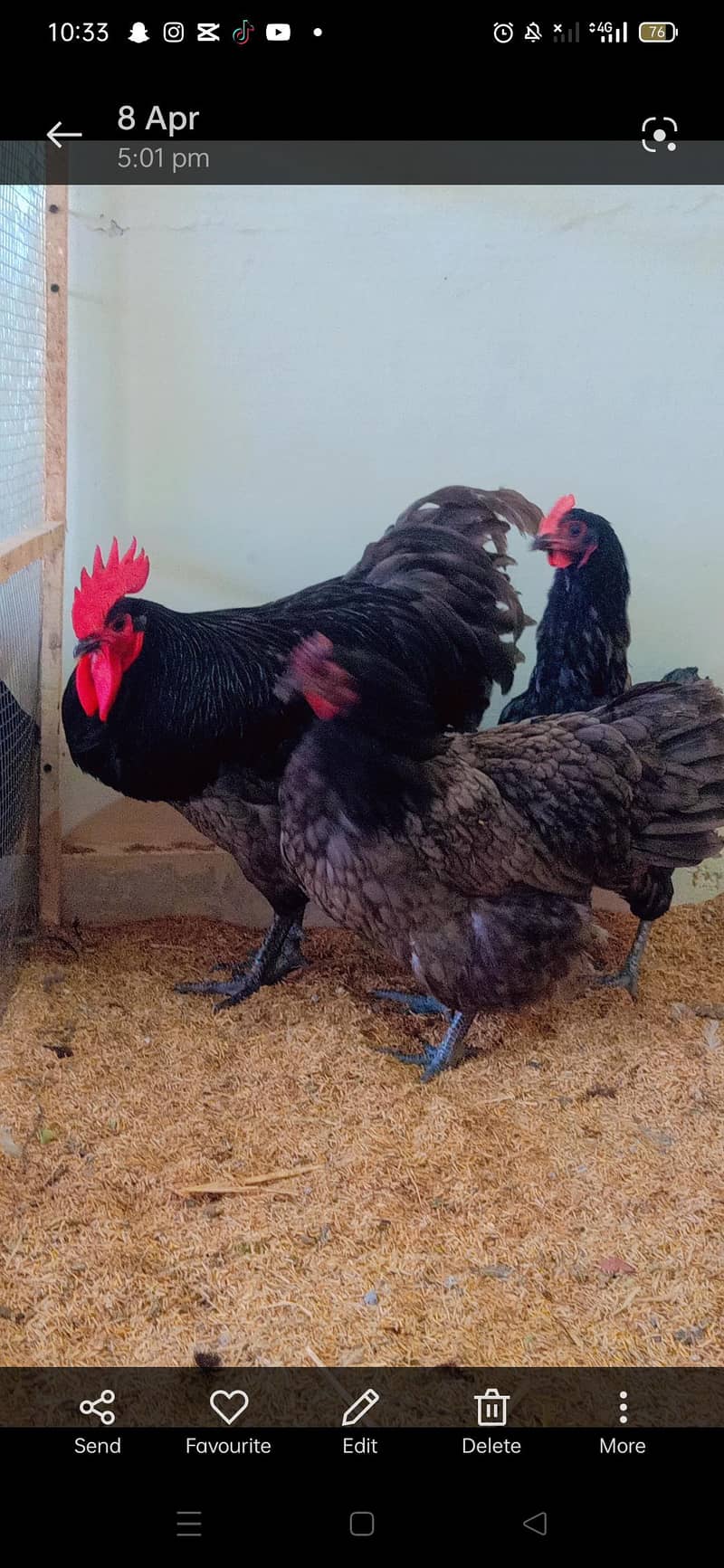 fancy breed chicks 8