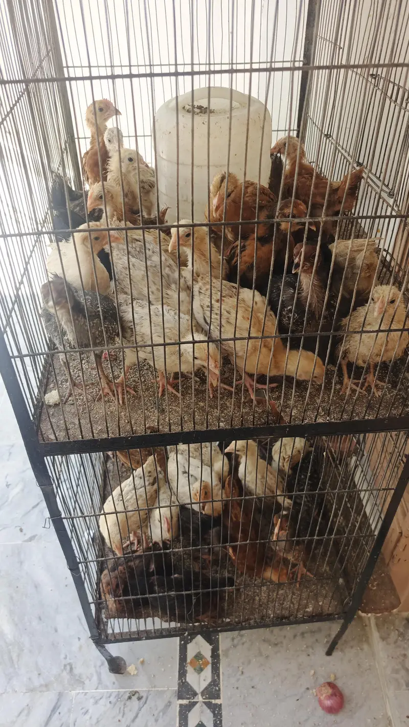 HEALTHY CHICKS