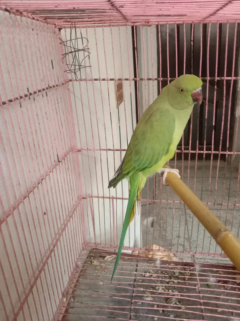 pair of birds