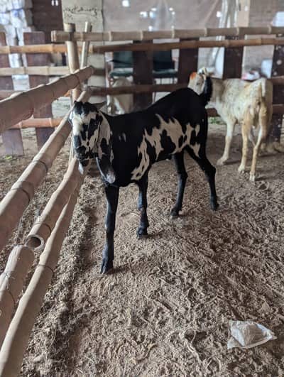 Desi Bakra gar ka palla howa for sale