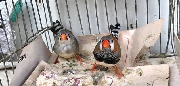 finches for sale
