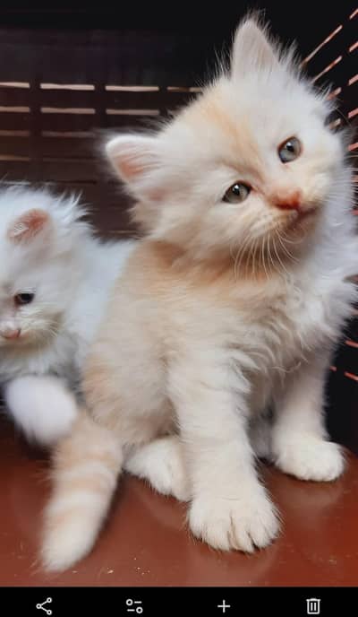 triple coated pure Persian kittens available only in Lahore