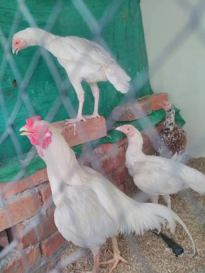 paper white aseel pair white nok nali mai for sale +chicks available