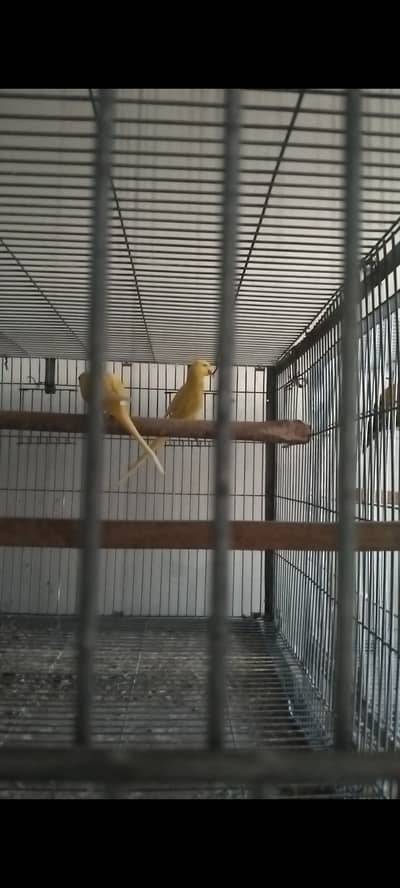 Yellow Ring Neck breeder pair