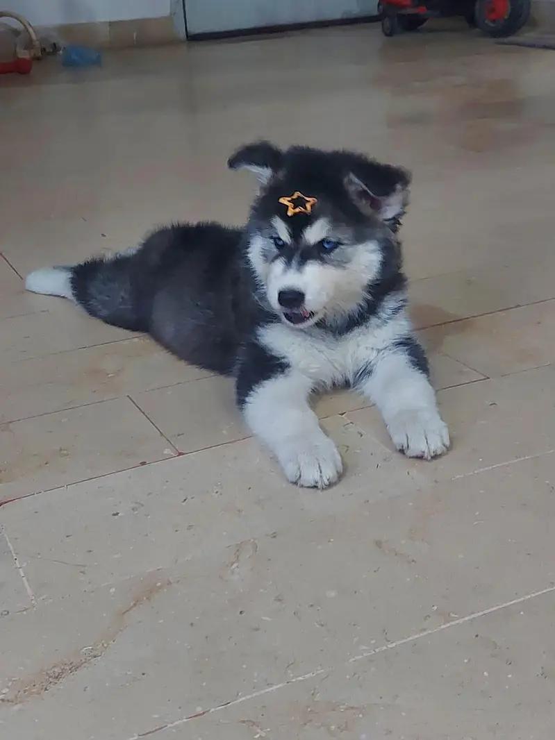 husky puppies available — photo 3