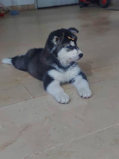 husky puppies available