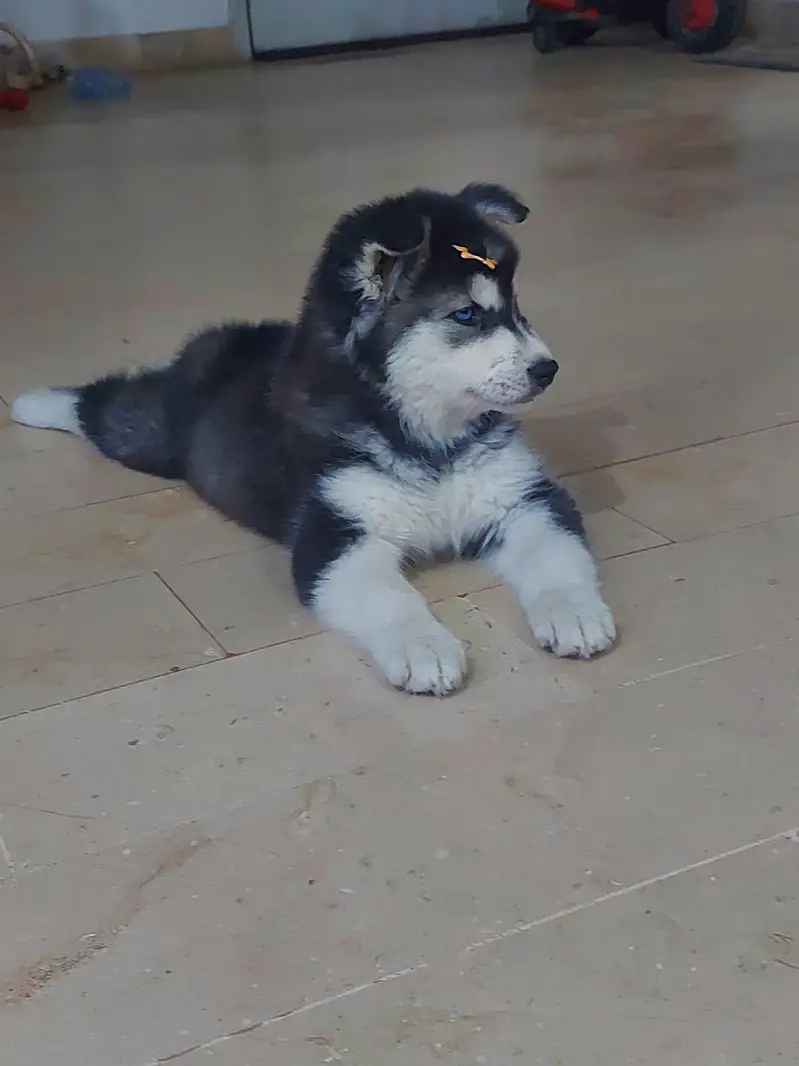 husky puppies available — photo 2