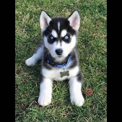 husky puppies available
