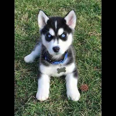 husky puppies available — photo 4
