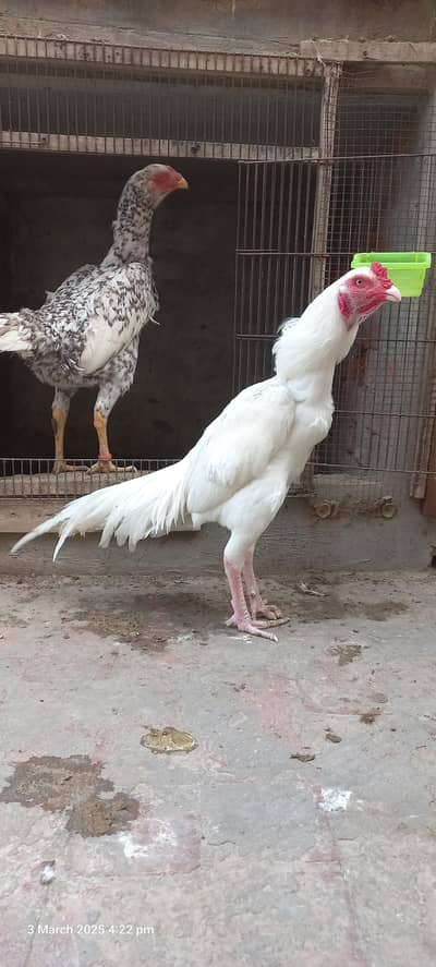 Heera chiks