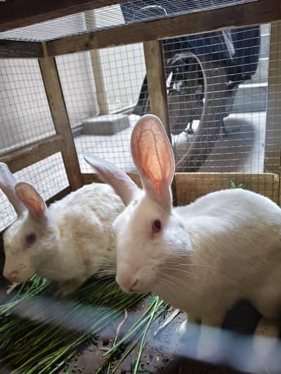 1 rabbit pair full healthy