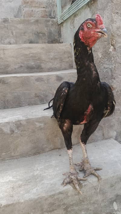 Aseel Murgha Kamalia Aseel
