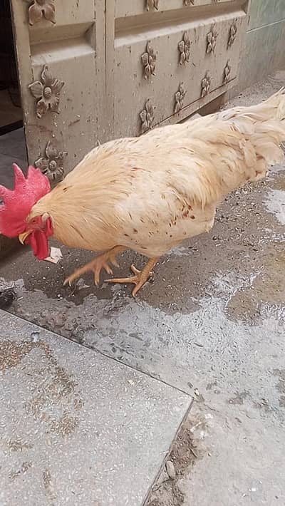 golden misri murga breeder