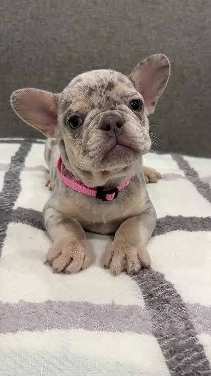 IMPORTED FRENCH BULLDOG PUPPIES AVAILABLE FOR SALE — photo 2