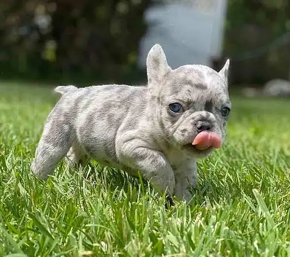 IMPORTED FRENCH BULLDOG PUPPIES AVAILABLE FOR SALE — photo 3