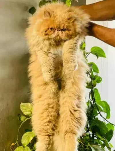 cfa bloodline peki male k