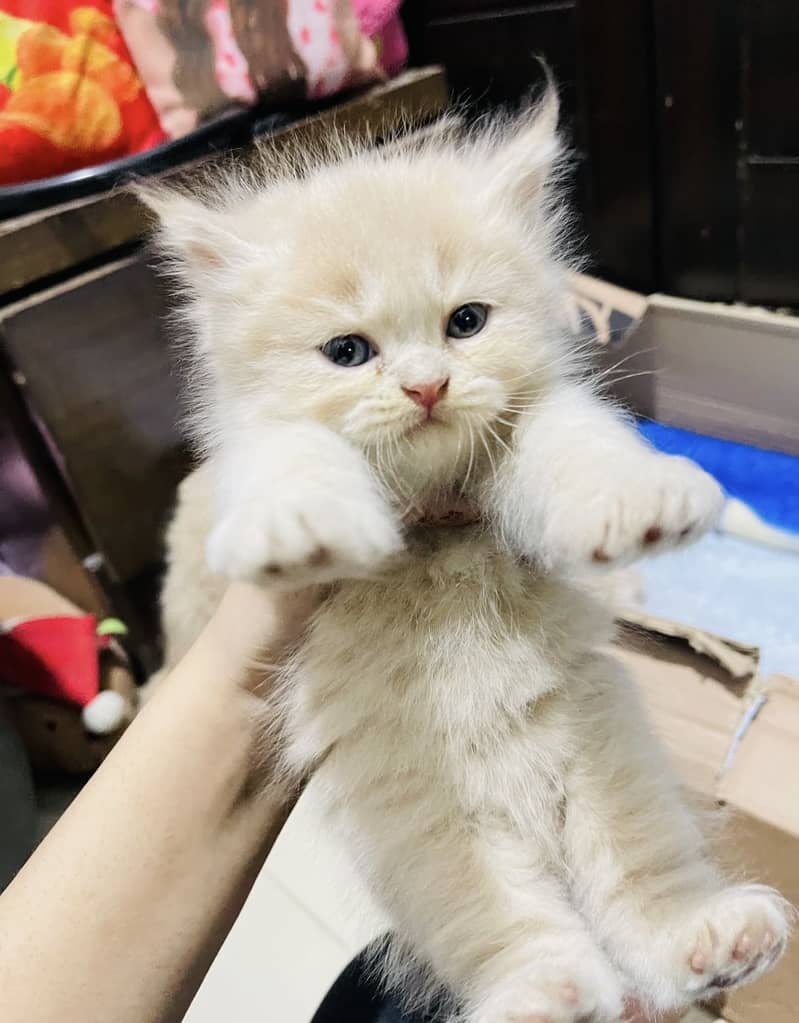 Persian kittens 6