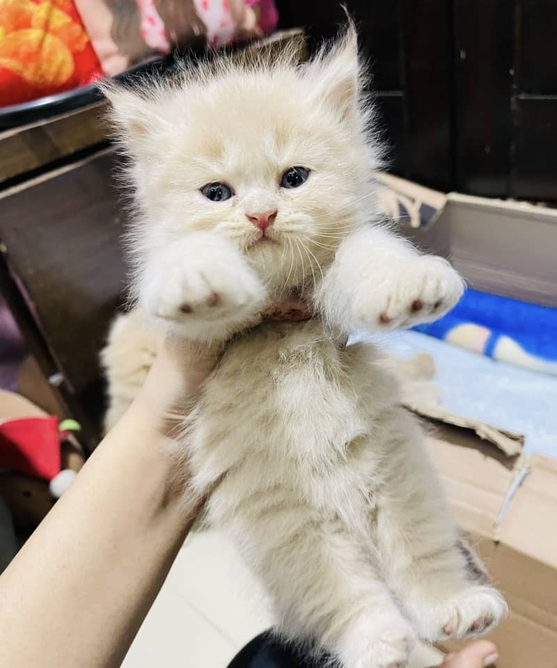 Persian kittens 7