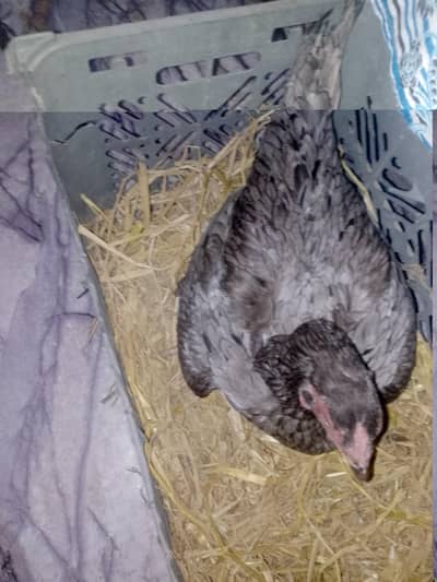 kurak female pure aseel