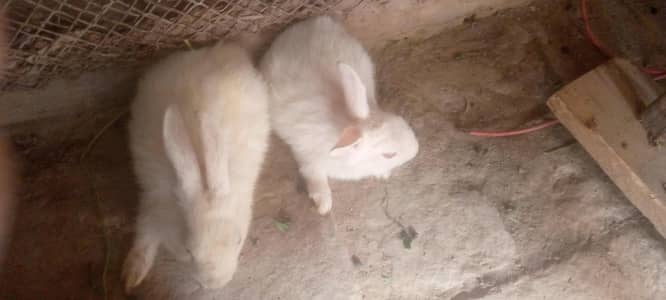 red eyes rabbit and black rabbit