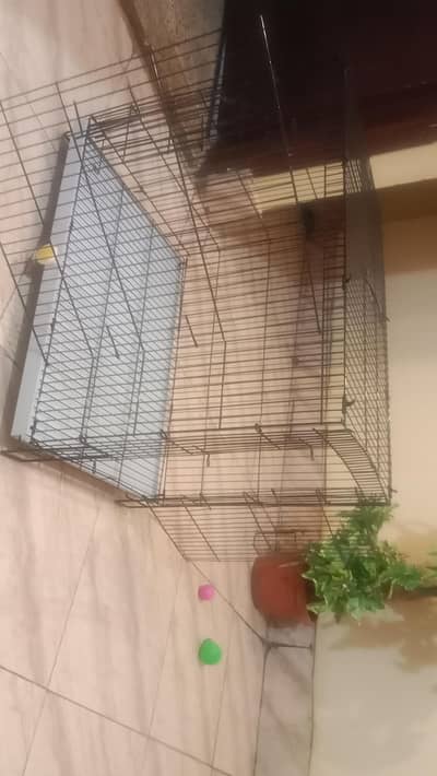 Kitten steel cage & box