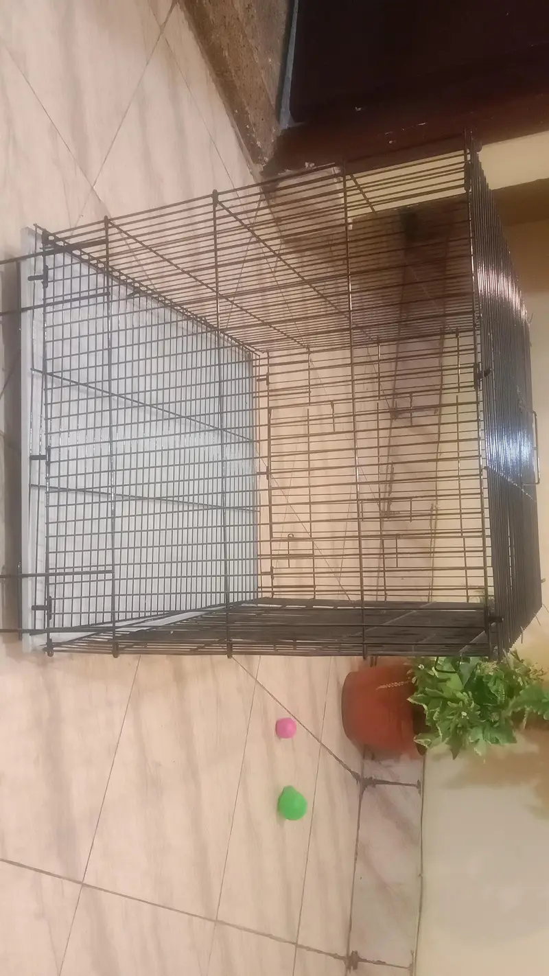 Kitten steel cage & box — photo 3