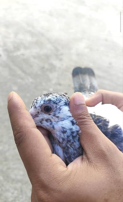 teddy chick for sale