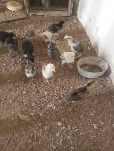 Aseel chick for sale