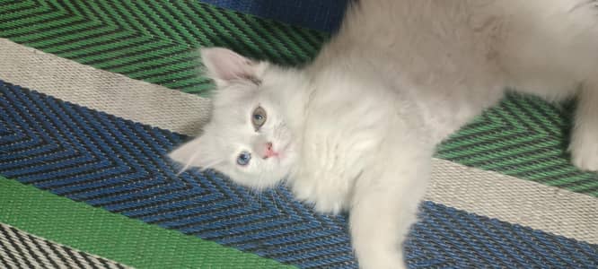 Urgent Sale Beautiful White Persian Female Baby