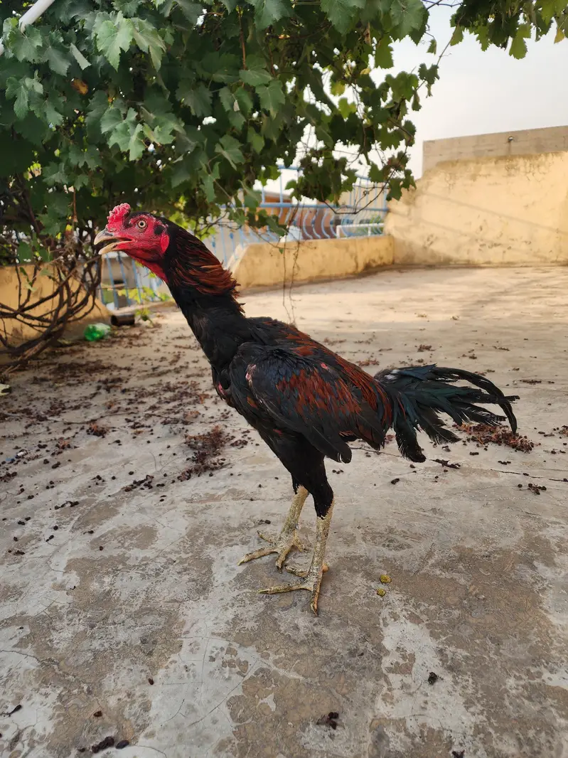 Aseel Thai Murga for Sale — photo 2