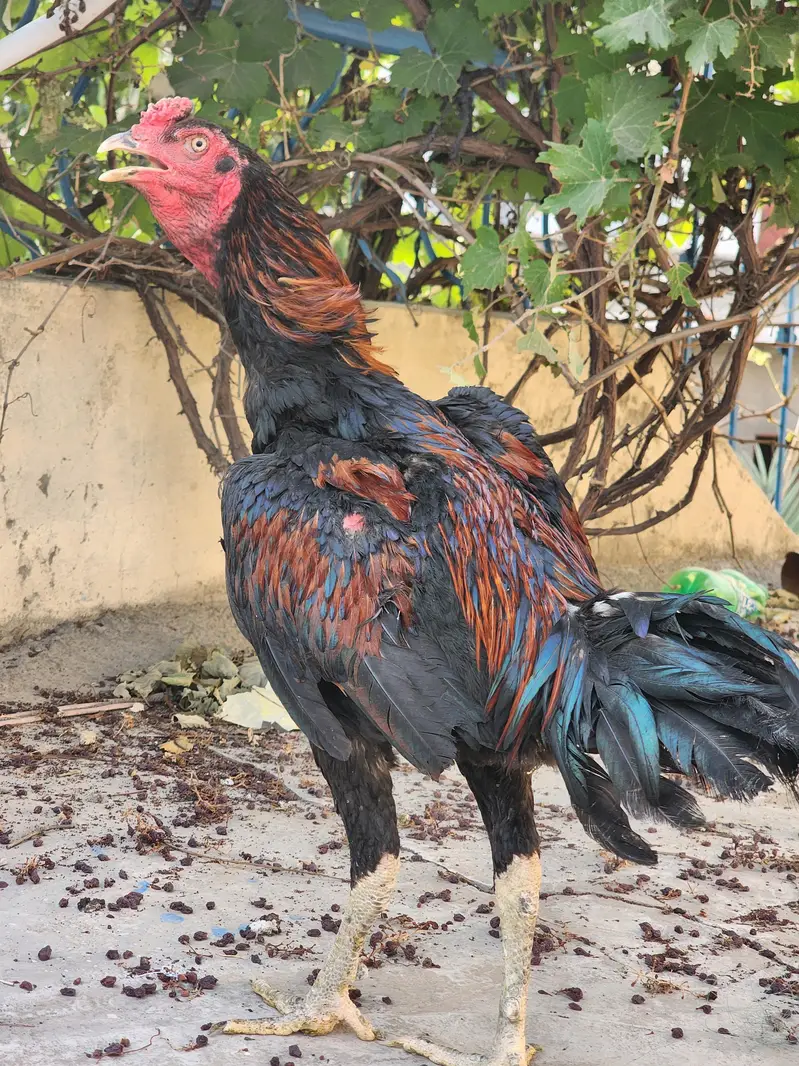 Aseel Thai Murga for Sale — photo 3