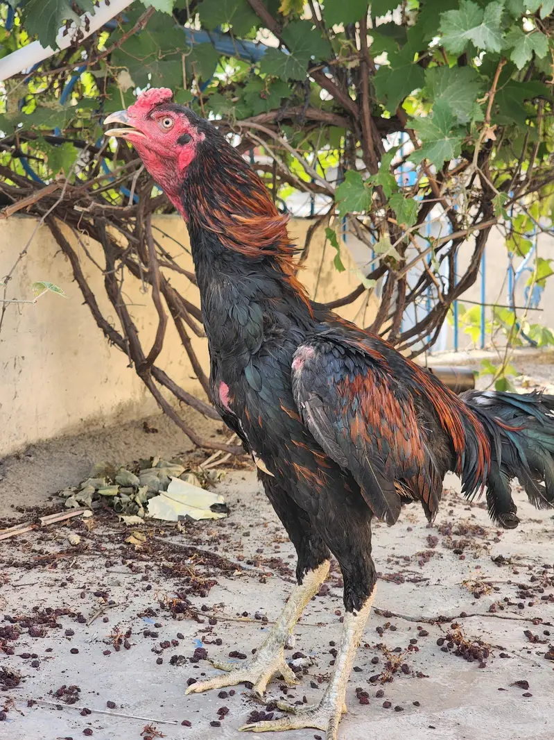 Aseel Thai Murga for Sale — photo 4