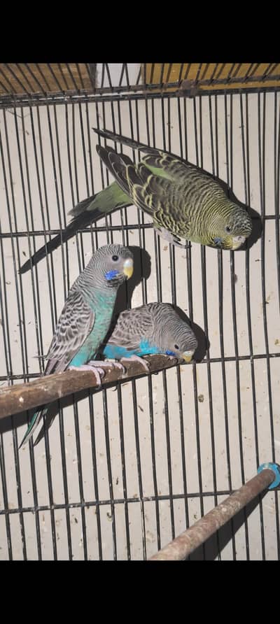 Hogormo females n Combo black face budgie 2months for sale(5500)each