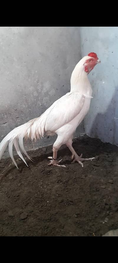 Hera aseel for sale