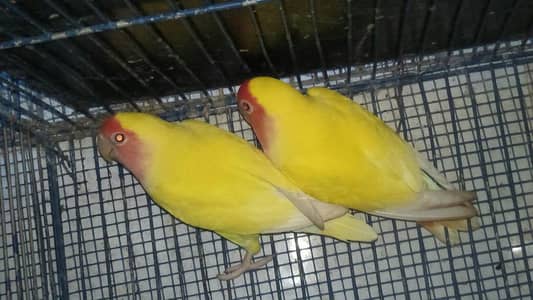 Common Lotino 2 pair he. Snow white 1 piece male. 03182857678. watssapp.