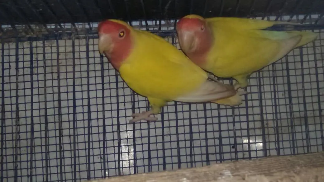 Common Lotino 2 pair he. Snow white 1 piece male. 03182857678. watssapp. — photo 2