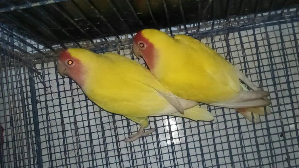 Common Lotino 2 pair he. Snow white 1 piece male. 03182857678. watssapp. — photo 3