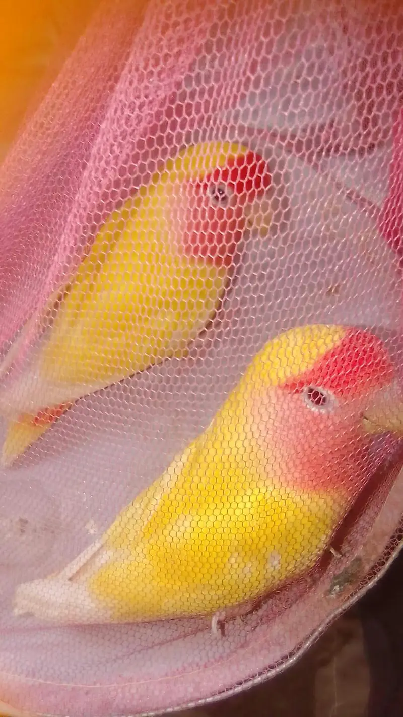 Common Lotino 2 pair he. Snow white 1 piece male. 03182857678. watssapp. — photo 4