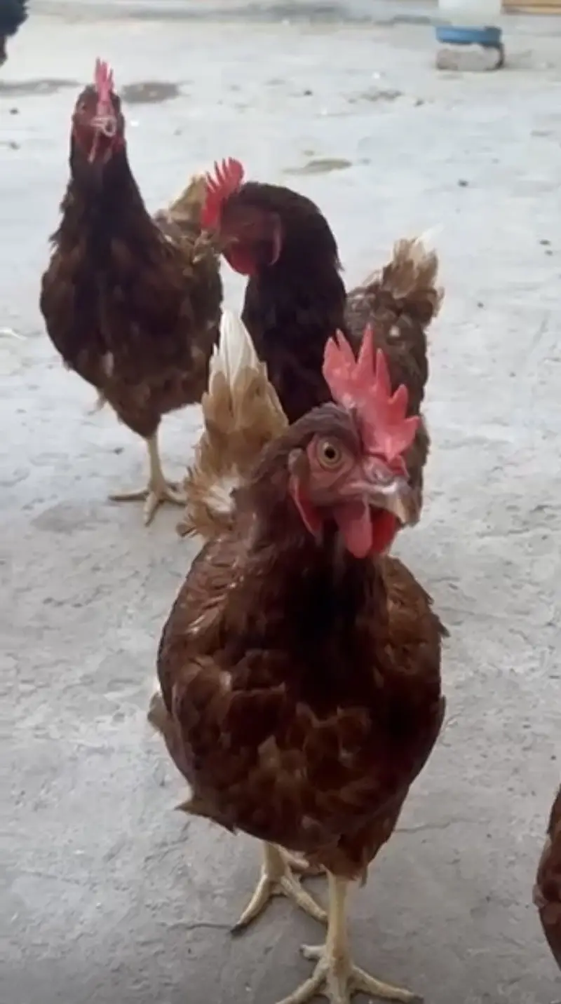 1 road male 5 lohman female for sale fully active dailay egg laying — photo 2