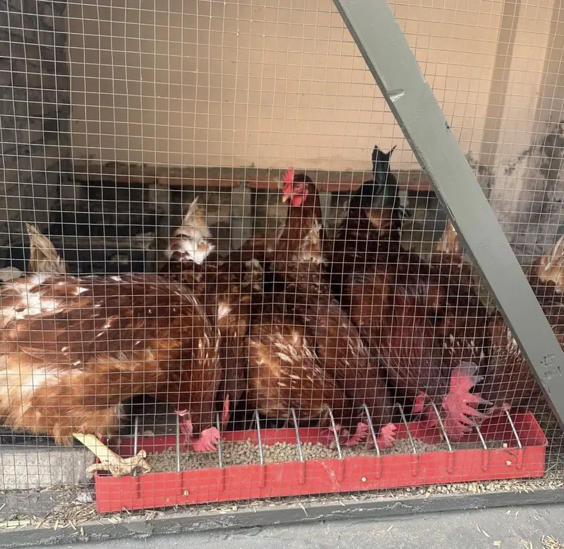 1 road male 5 lohman female for sale fully active dailay egg laying — photo 3
