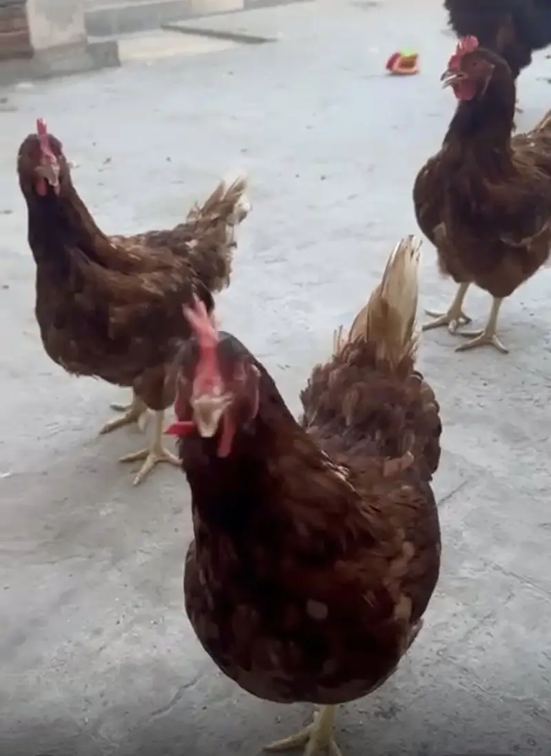 1 road male 5 lohman female for sale fully active dailay egg laying — photo 4