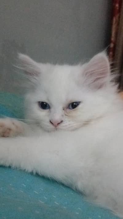 Persian Kitten