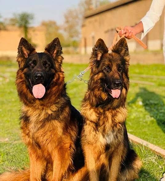 German Shepherd 0