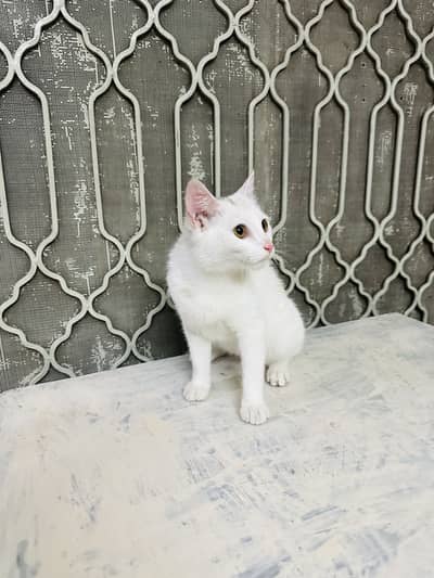 Female persian kitten