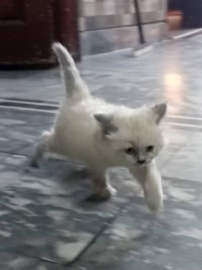 Beautiful kitten with blue eyes and grey colour very cute