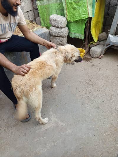 Ladakhi Bakarwal Dog  available heldi active